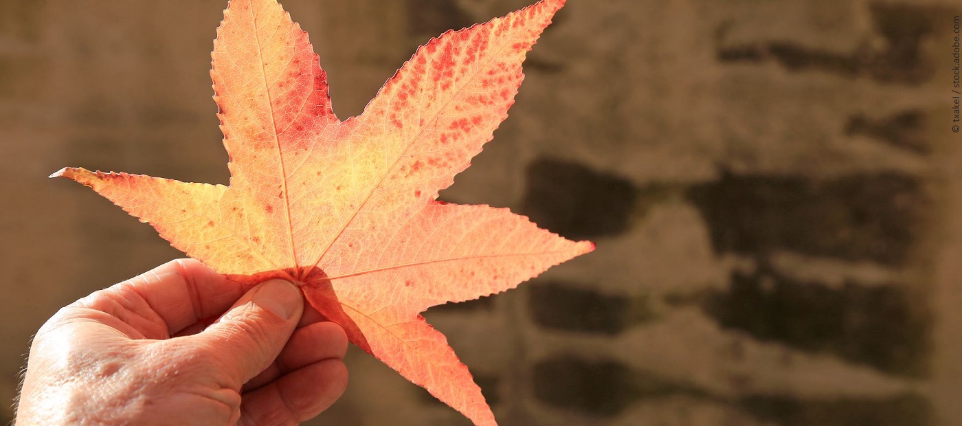 Eine Hand hält ein rot gefärbtes Ahornblatt ins Licht. 