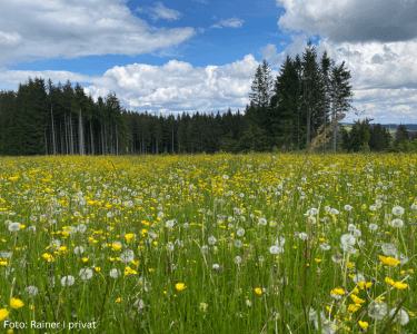Eine Blumenwiese – eine Pollenallergie bei Neurodermitis und Asthma kann die Erfahrungen im Sommer trüben