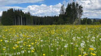 Blogübersicht - Pollenallergie bei Neurodermitis und Asthma: Ein Erfahrungsbericht