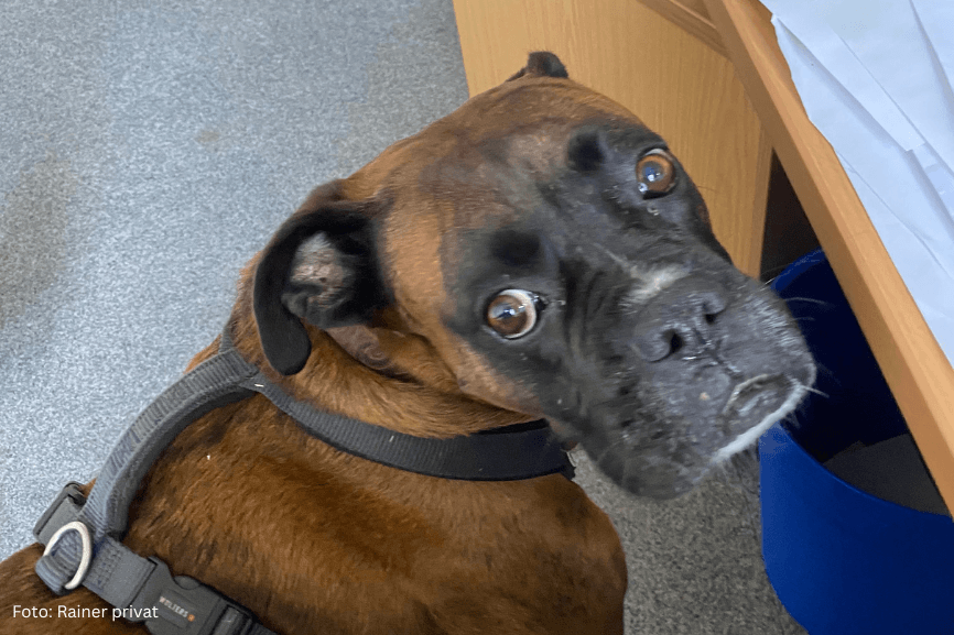 Hund im Büro steht für Allergien bei Neurodermitis