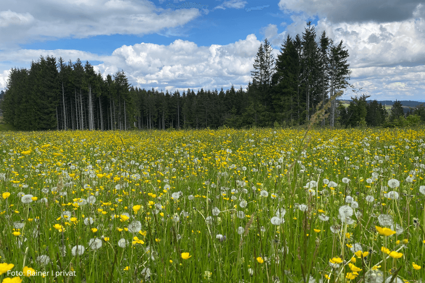 Eine Blumenwiese – eine Pollenallergie bei Neurodermitis und Asthma kann die Erfahrungen im Sommer trüben