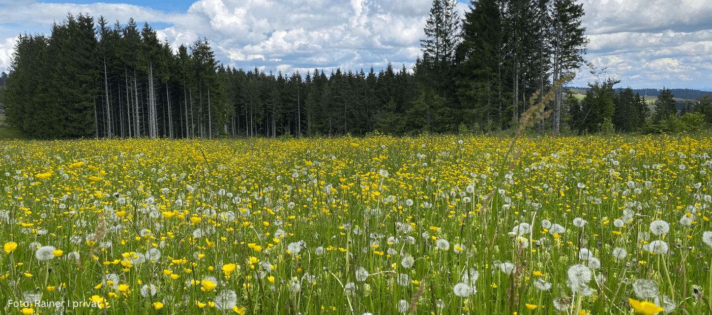 Eine Blumenwiese – eine Pollenallergie bei Neurodermitis und Asthma kann die Erfahrungen im Sommer trüben