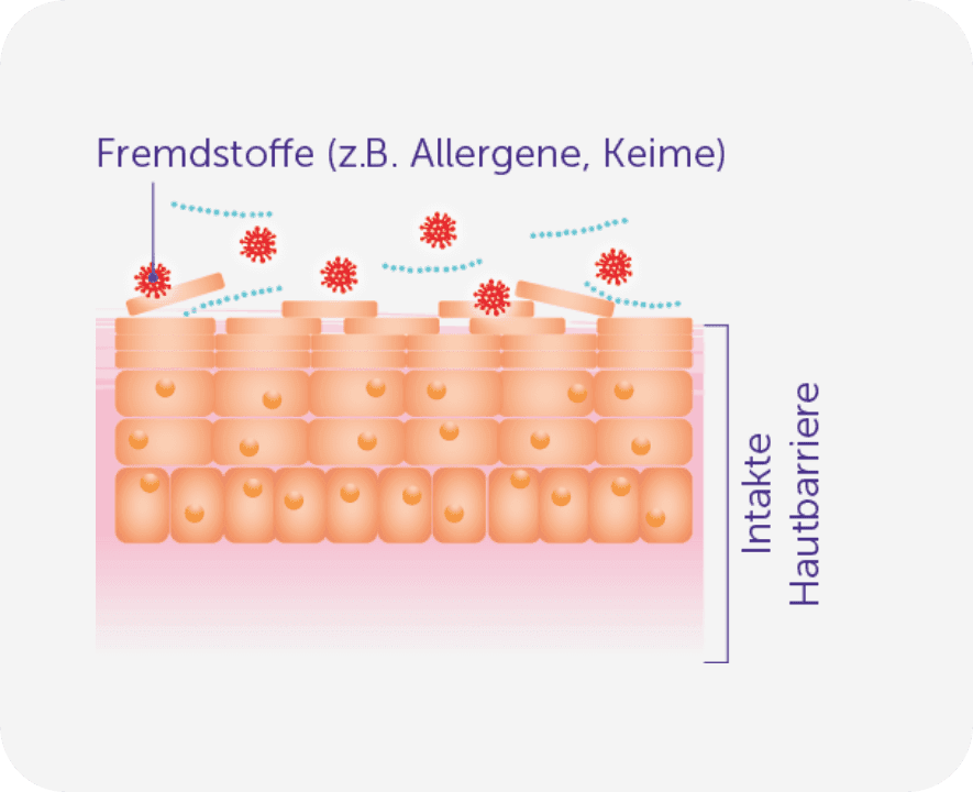 Darstellung der Hautbarriere im Falle von intakter Haut und bei Neurodermitis